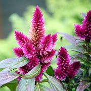 Celosia argentea