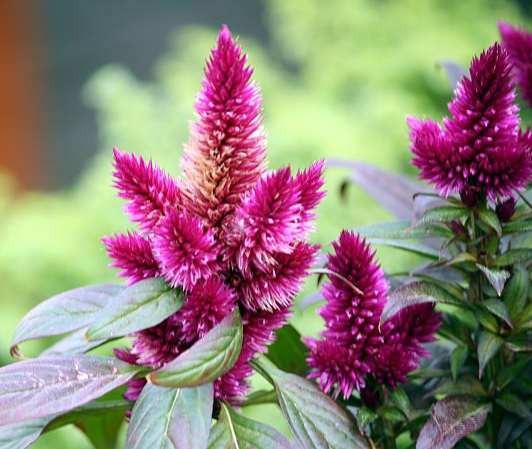 Celosia argentea