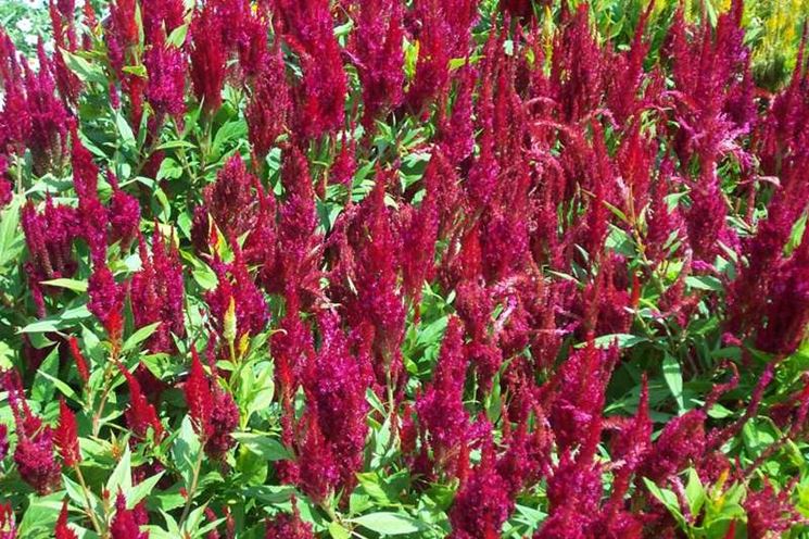 Celosia