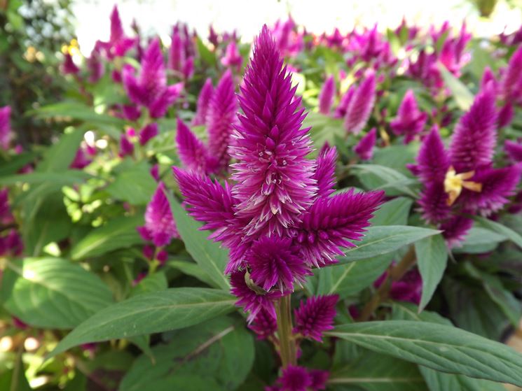 Celosia