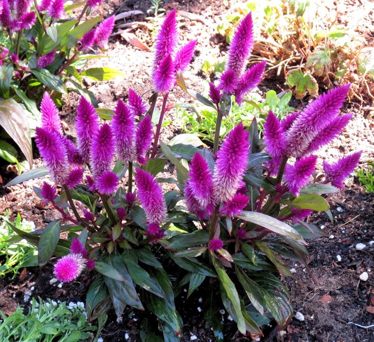 Malattie Celosia