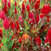 celosia fiore