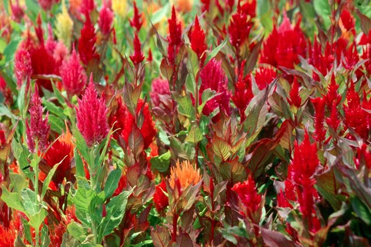 Celosia