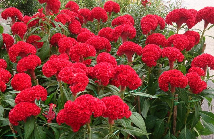 celosia cristata