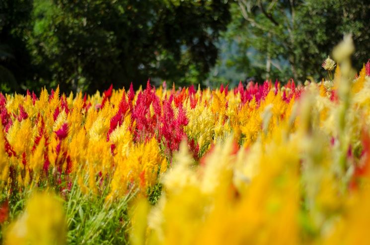 fiori celosia