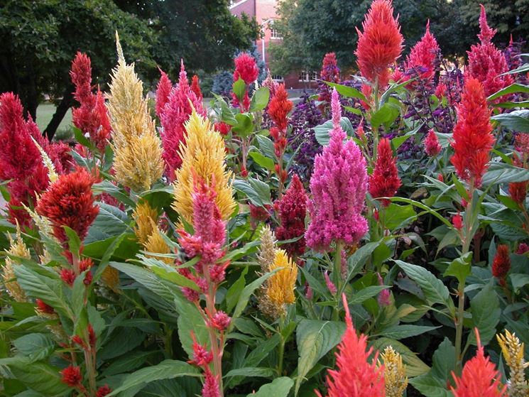 celosia