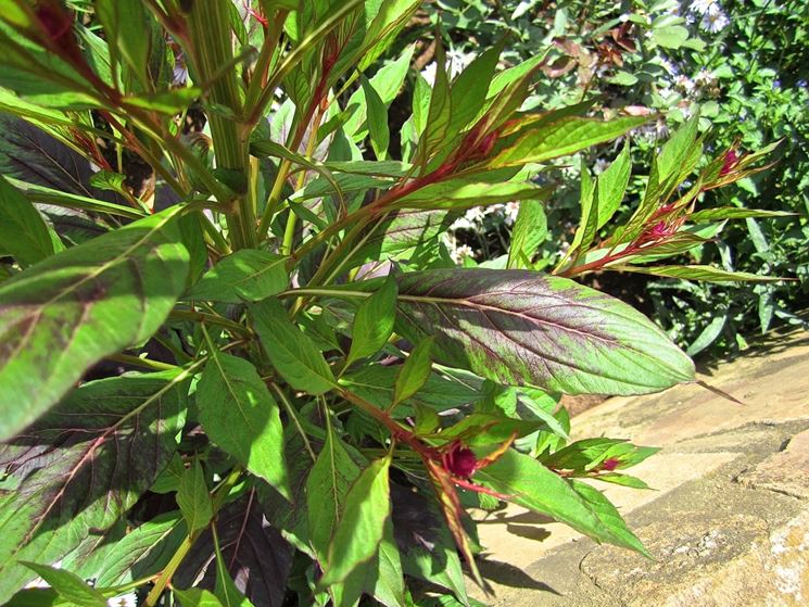 foglie celosia