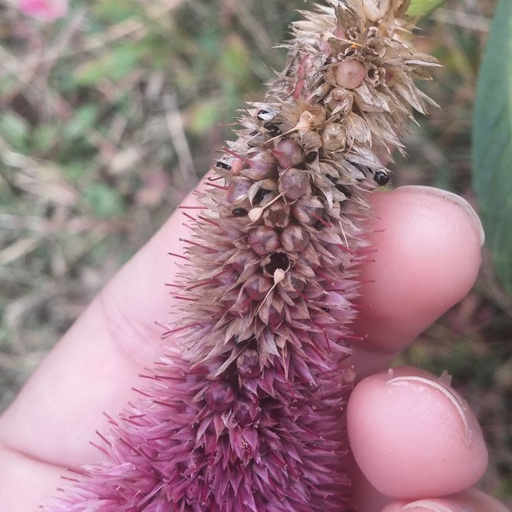 semi celosia