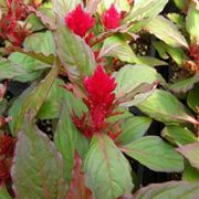 celosia caracas