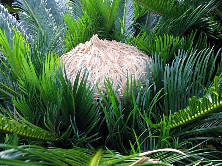 Fiore cycas