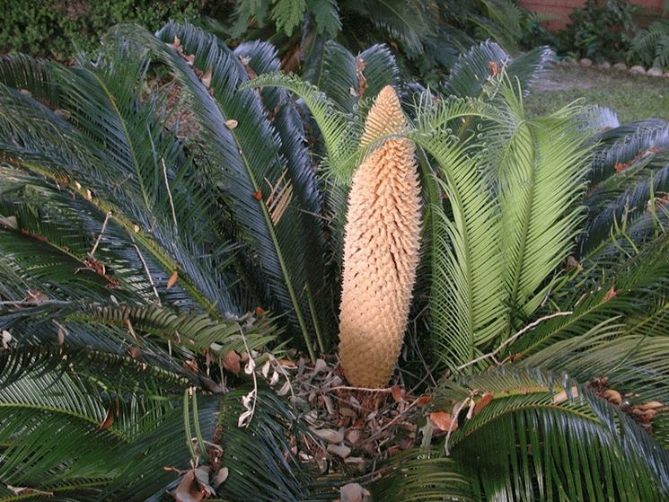 Cycas pianta