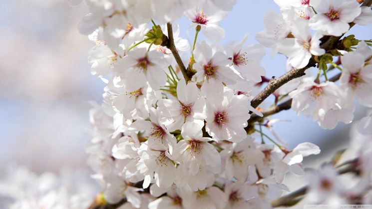 Fiore bianco