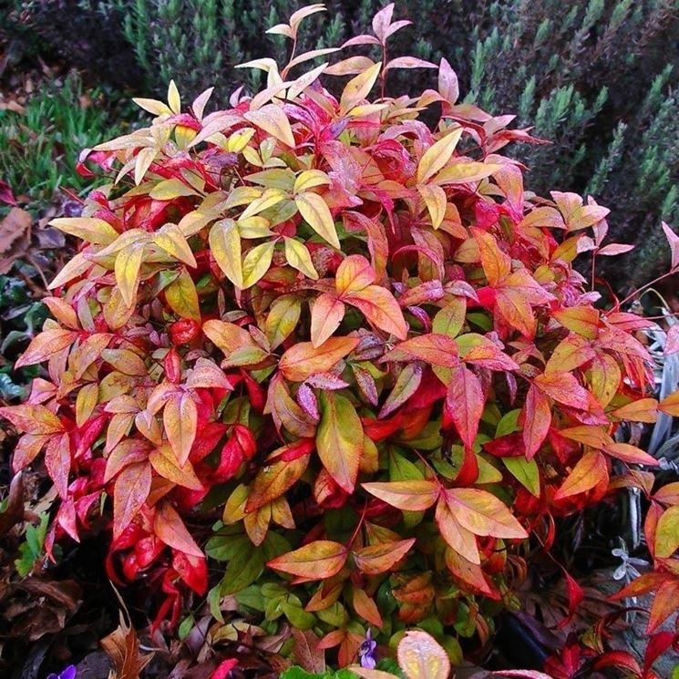 Nandina firepower