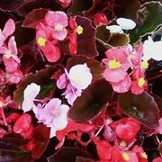 Begonia semperflorens