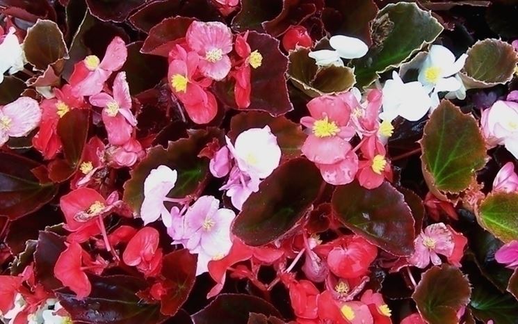 Begonia semperflorens