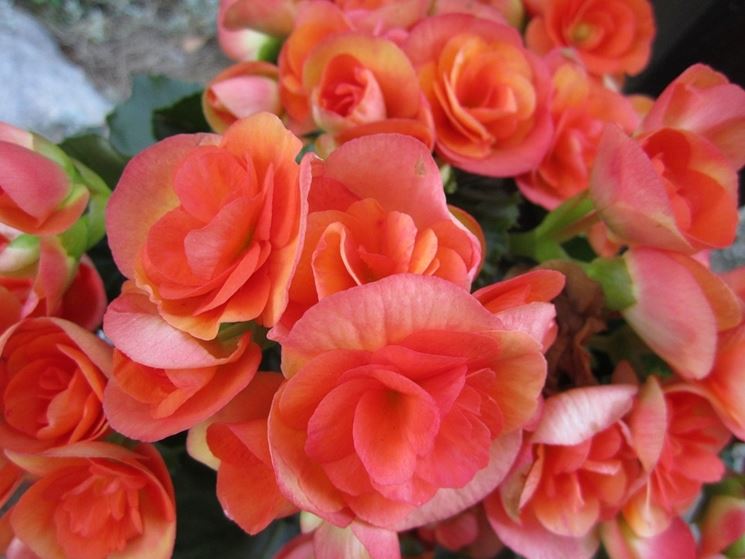 Begonia fiori