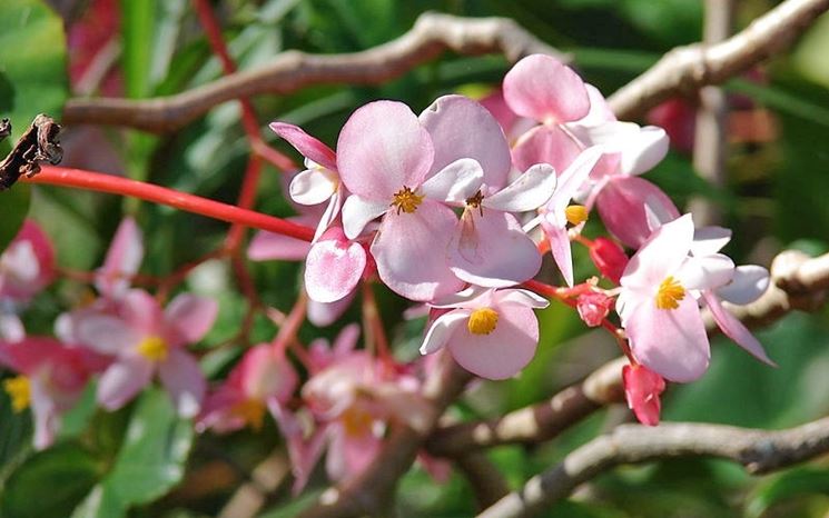 Begonia in fiore