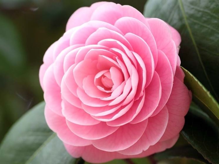 Camellia Japonica