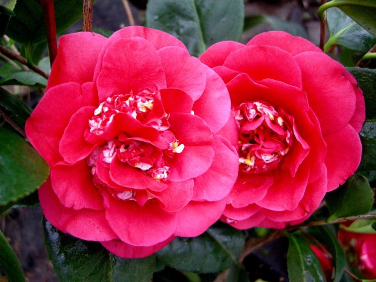 Camellia April Tryst