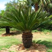 Cycas pianta