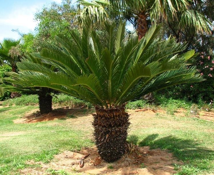 Pianta di Cycas Revoluta pianta vera ornamentale palma vera da esterno  giardino