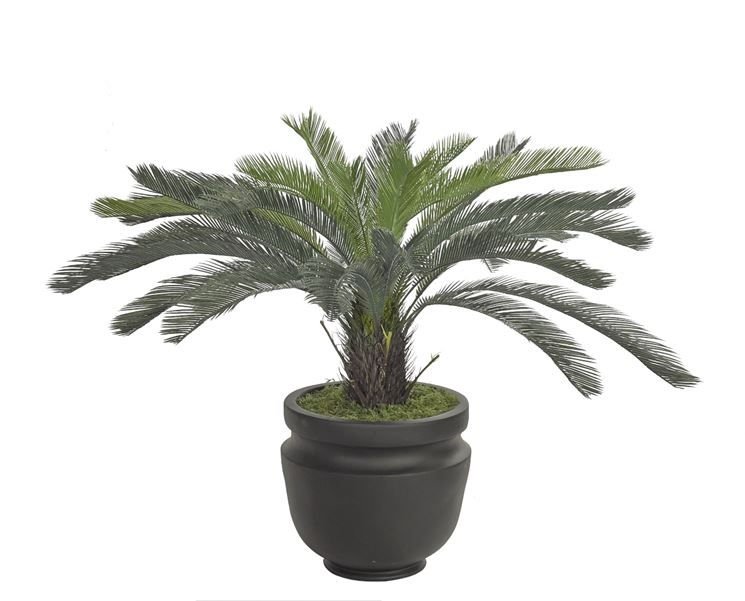 Cycas vaso