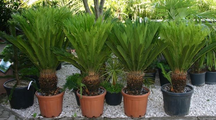 Piantina Cycas