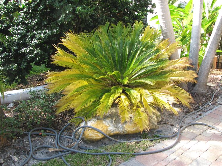 Cycas foglie gialle