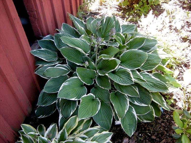 Hosta