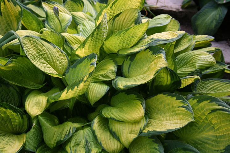 Hosta Gold Standard