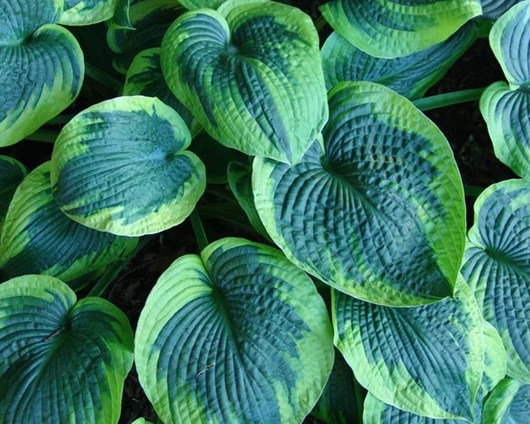 Hosta Tokudama Flavocircinalis