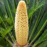 Fiore della Cycas maschio