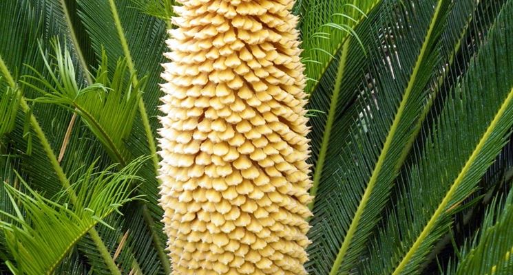 Fiore della Cycas maschio