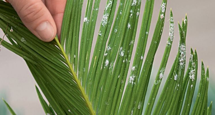 Foglia di Cycas attaccata da Cocciniglia farinosa