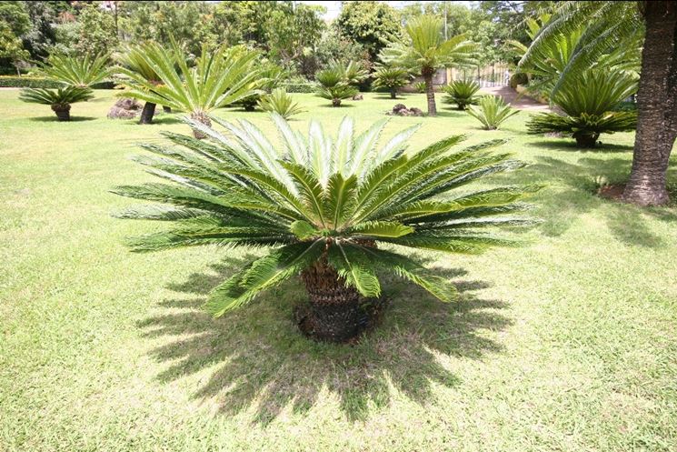 Cycas revoluta