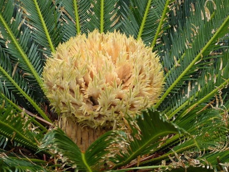 Fiore della Cycas femmina