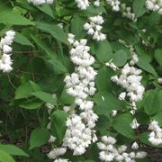 Fiori deutzia