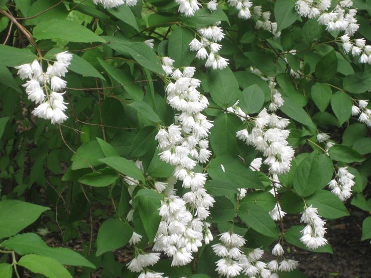 Fiori deutzia