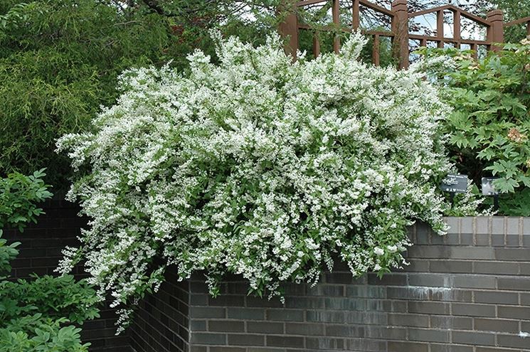 Arbusto deutzia