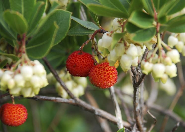 Frutti corbezzolo