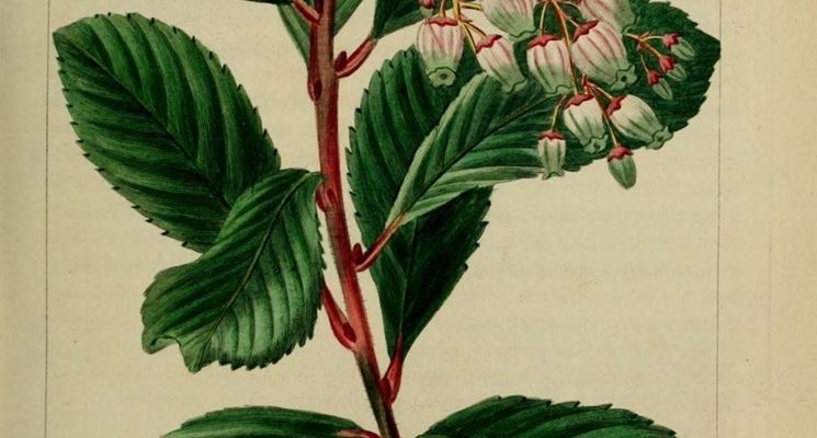 Disegno di foglie, fiori e frutti del corbezzolo