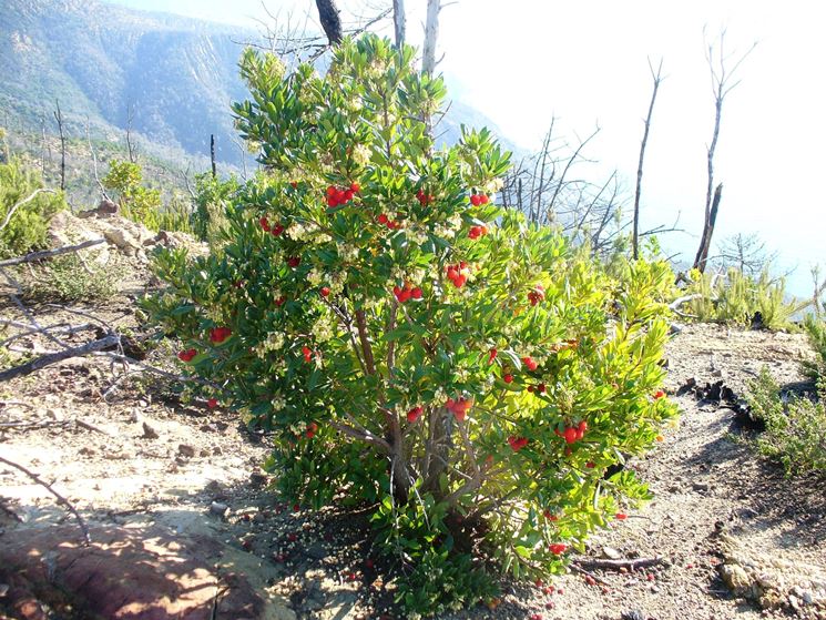 Giovani piante di corbezzolo