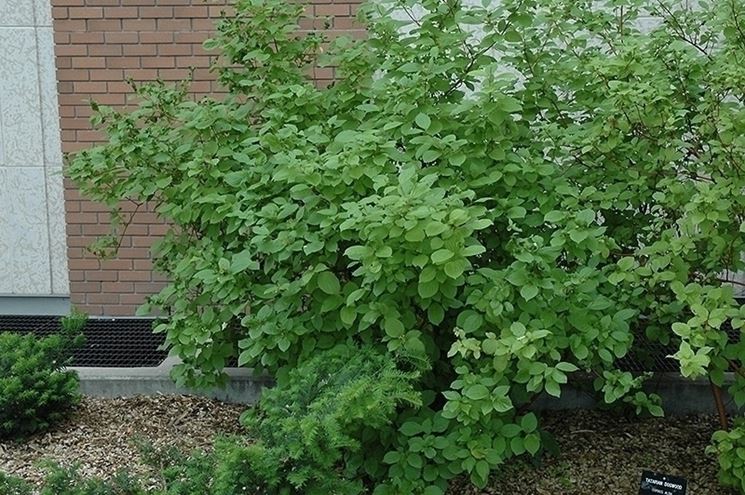 Cornus alba estate