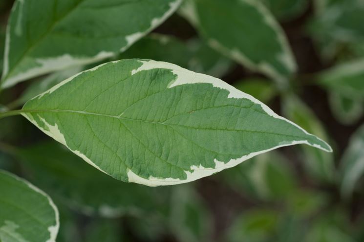 Corniolo foglie variegate