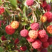 Frutti fragole cornus kousa