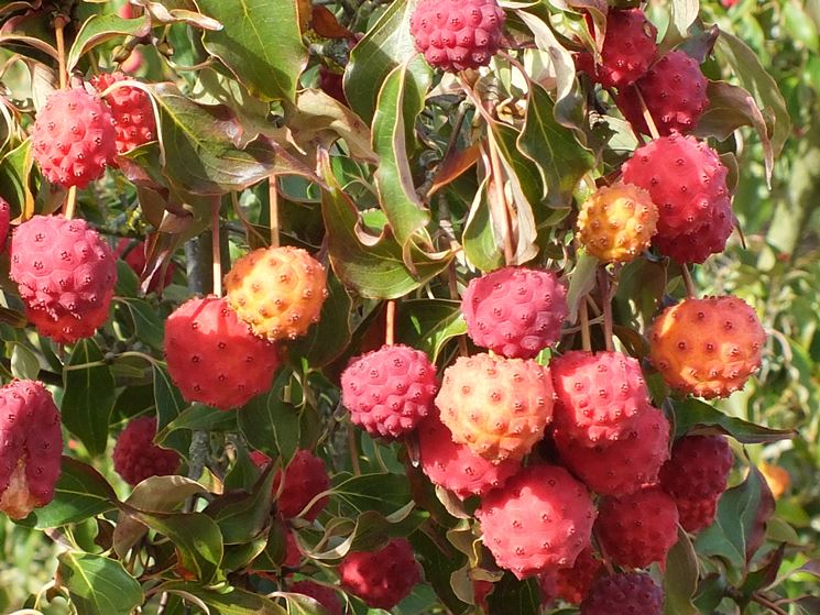 Frutti fragole cornus kousa