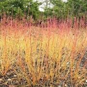 Cornus sanguinea