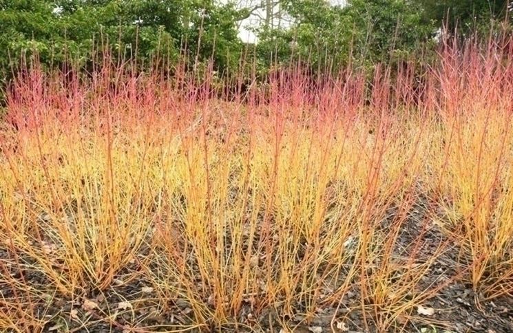 Cornus sanguinea