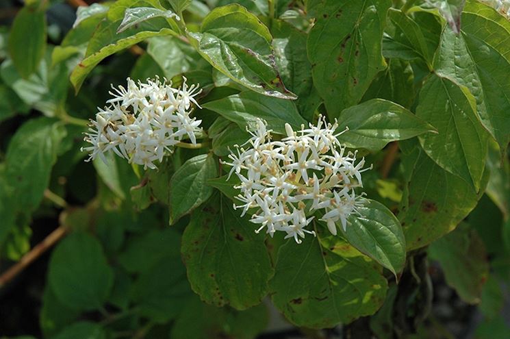 Fiori cornus sanguinea