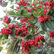 Bacche cotoneaster lacteus